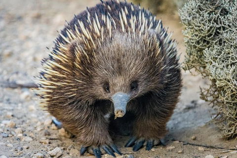 The Great Ocean Road 1 Day Private Sunset Tour - South Australia Travel 2