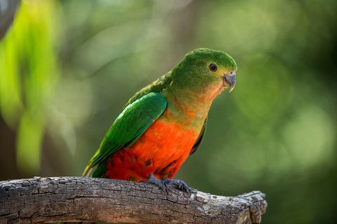 The Great Ocean Road 1 Day Private Sunset Tour - South Australia Travel 4