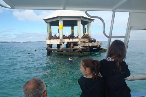 Sailing Cruise With Seals - South Australia Travel 0