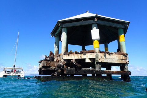 Sailing Cruise With Seals - South Australia Travel 1