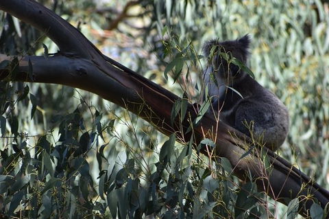 Great Ocean Road Tour Plus Koalas, Forest Walk And Morning Tea. - South Australia Travel 2