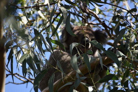 Great Ocean Road Tour Plus Koalas, Forest Walk And Morning Tea. - South Australia Travel 6