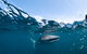 Whale Shark Safari - thumb 6