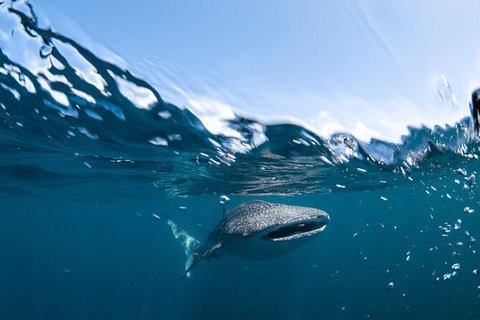 Whale Shark Safari - South Australia Travel 6