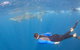 Whale Shark Safari - thumb 4