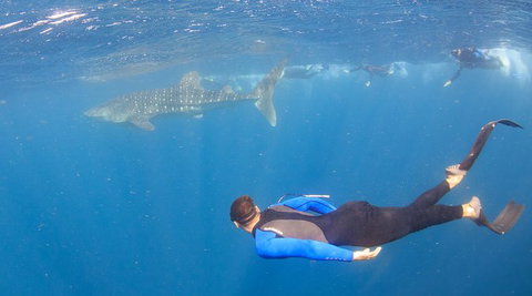 Whale Shark Safari - South Australia Travel 4
