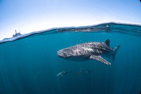 Whale Shark Safari - South Australia Travel 3