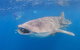 Whale Shark Safari - thumb 5