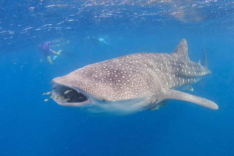 Whale Shark Safari - South Australia Travel 5