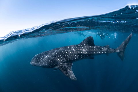 Whale Shark Safari - South Australia Travel 2