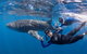 Whale Shark Safari - thumb 0