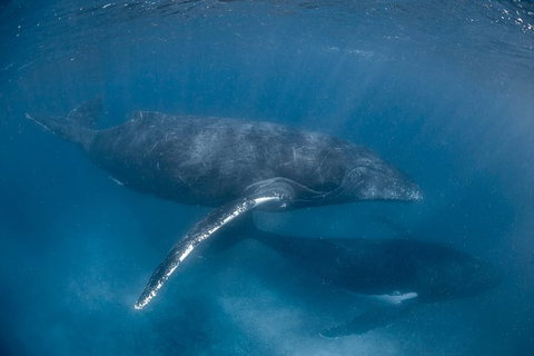 Full-Day Whale Watching Snorkeling And Swimming At Coral Bay - South Australia Travel 6