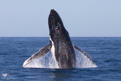 Full-Day Whale Watching Snorkeling And Swimming At Coral Bay - South Australia Travel 0