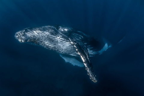 Full-Day Whale Watching Snorkeling And Swimming At Coral Bay - South Australia Travel 7