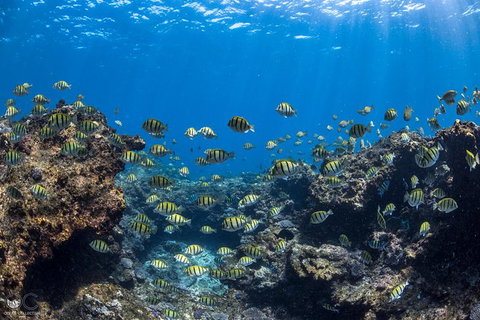 Full-Day Whale Watching Snorkeling And Swimming At Coral Bay - South Australia Travel 1
