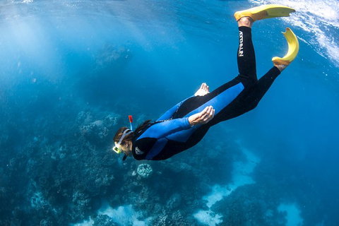 Full-Day Whale Watching Snorkeling And Swimming At Coral Bay - South Australia Travel 2