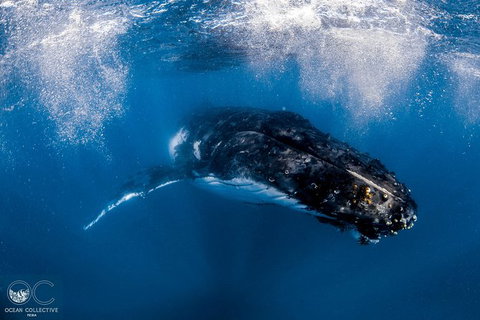Full-Day Whale Watching Snorkeling And Swimming At Coral Bay - South Australia Travel 4