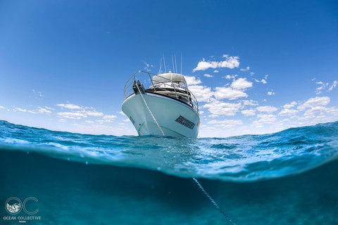 Full-Day Whale Watching Snorkeling And Swimming At Coral Bay - South Australia Travel 3