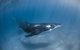 Full-Day Whale Watching Snorkeling And Swimming At Coral Bay - thumb 5