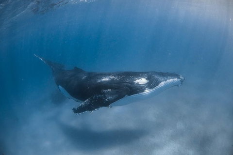 Full-Day Whale Watching Snorkeling And Swimming At Coral Bay - South Australia Travel 5