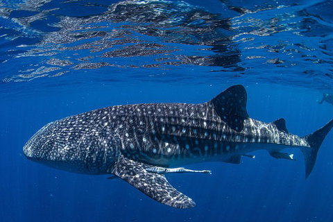 Full-Day Whale Sharks Swimming Experience On Ningaloo Reef - South Australia Travel 10