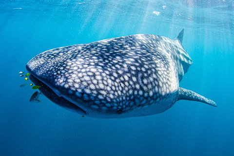 Full-Day Whale Sharks Swimming Experience On Ningaloo Reef - South Australia Travel 9