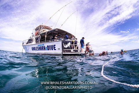 Full-Day Whale Sharks Swimming Experience On Ningaloo Reef - South Australia Travel 13