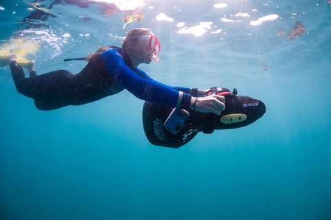 Full-Day Whale Sharks Swimming Experience On Ningaloo Reef - South Australia Travel 4