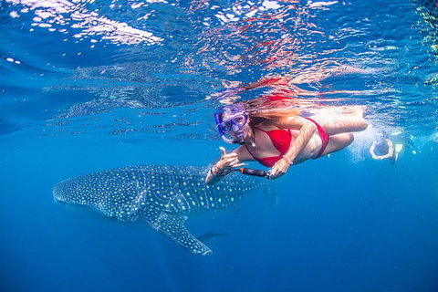 Full-Day Whale Sharks Swimming Experience On Ningaloo Reef - South Australia Travel 0