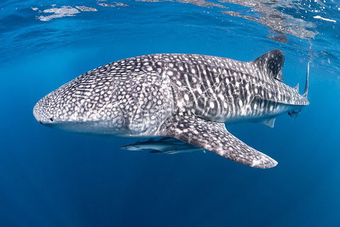 Full-Day Whale Sharks Swimming Experience On Ningaloo Reef - South Australia Travel 14