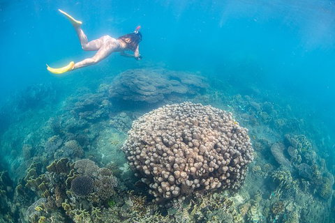 Full-Day Whale Sharks Swimming Experience On Ningaloo Reef - South Australia Travel 6