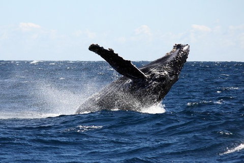 Full-Day Whale Sharks Swimming Experience On Ningaloo Reef - South Australia Travel 8