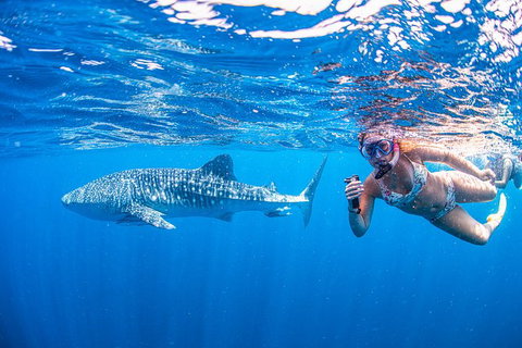 Full-Day Whale Sharks Swimming Experience On Ningaloo Reef - South Australia Travel 17