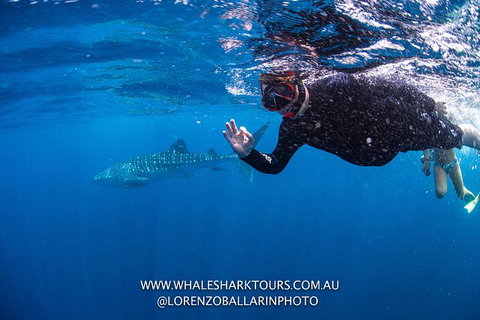 Full-Day Whale Sharks Swimming Experience On Ningaloo Reef - South Australia Travel 2