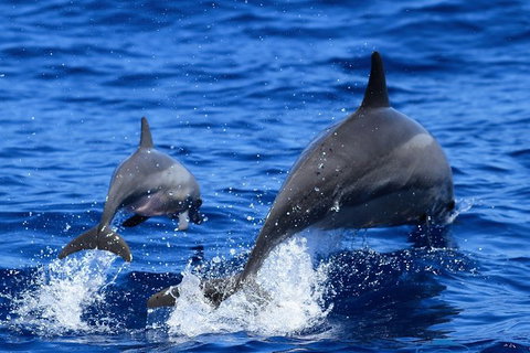 Full-Day Whale Sharks Swimming Experience On Ningaloo Reef - South Australia Travel 3