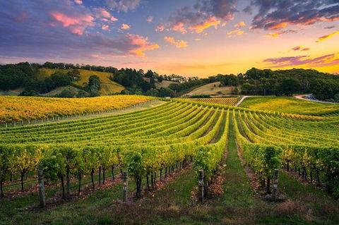 Swan Valley Sunset Wine Tour - Premium Small Group Tour - South Australia Travel 0
