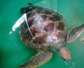 Australian Seabird Rescue - South Australia Travel 0