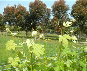 Irrewillipe East VIC South Australia Travel