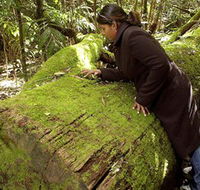 Washpool National Park - Washpool Walk - South Australia Travel