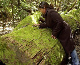Washpool National Park - Washpool Walk - South Australia Travel 0