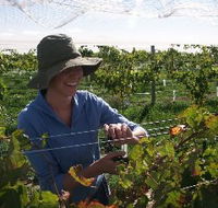 Kingsdale Wines - South Australia Travel