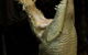 Wildlife Habitat - thumb 4