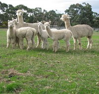 Blackgate Lodge Alpaca Stud - South Australia Travel