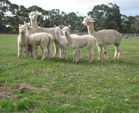Blackgate Lodge Alpaca Stud - South Australia Travel 0