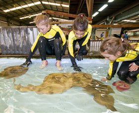 Australian Shark And Ray Centre - South Australia Travel 0