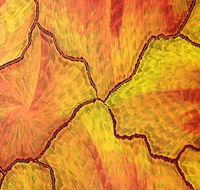 Red Desert Dreamings - South Australia Travel