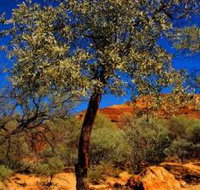 Mt Romance Australia Pty Ltd - South Australia Travel