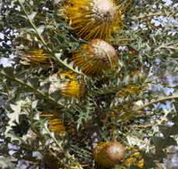 Woylie Walk Dryandra Woodland - South Australia Travel