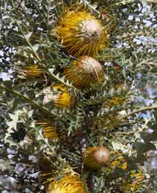 Woylie Walk, Dryandra Woodland - South Australia Travel 0