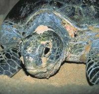 Turtle Nesting Season - South Australia Travel